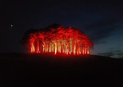 Lighting up "nearly home" trees in Cornwall